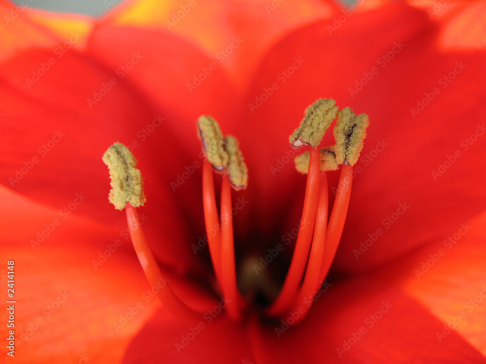 amaryllis close-up