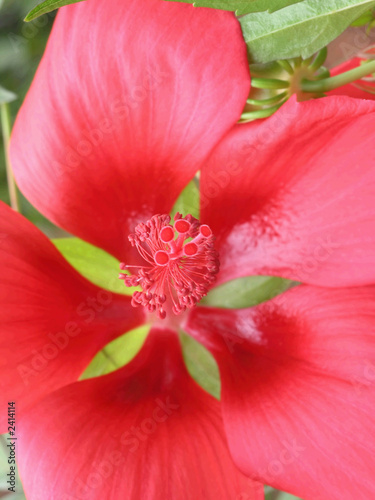 five star pattern red flower