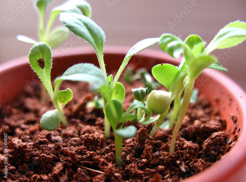 grow