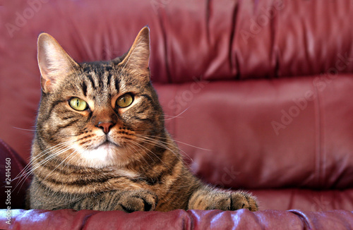 cat on throne