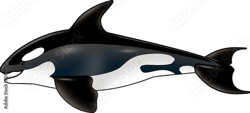 Canvas Print foresail - orca