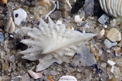 shells on the sand