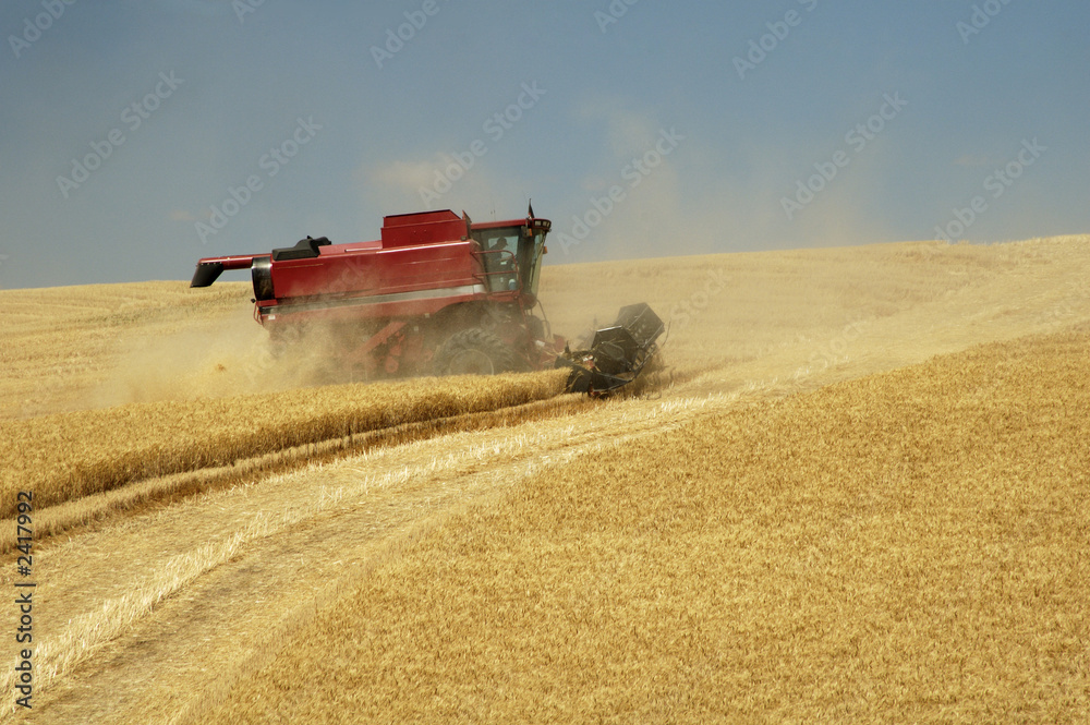 Obraz premium harvest time 22