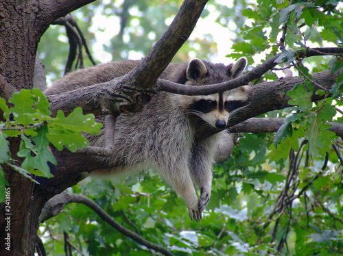 fauler waschbär