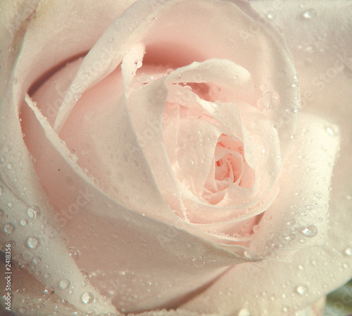 rose photo