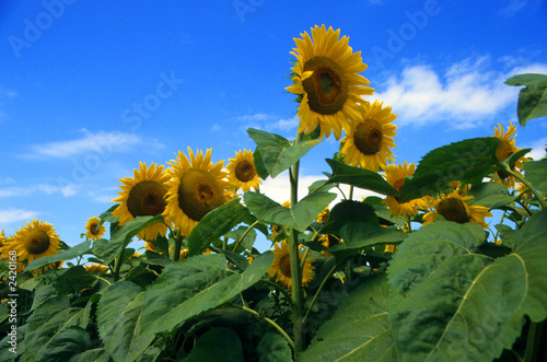 Fototapeta Naklejka Na Ścianę i Meble -  sonnenblumen 1