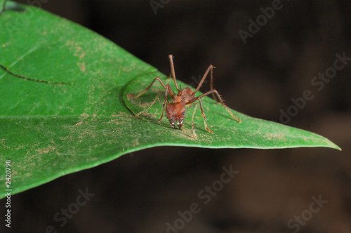 leaf cutter ant cutting a leaf © NICOLAS LARENTO