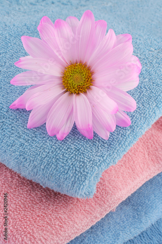 towels and daisy