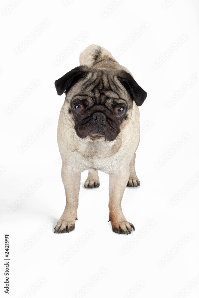 a pug, isolated on white