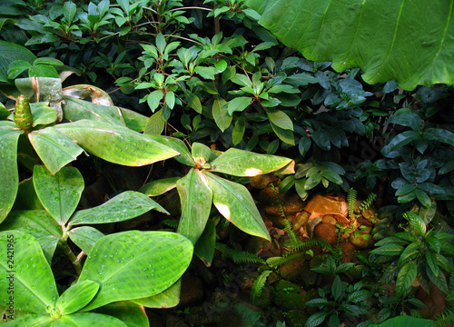 foilage