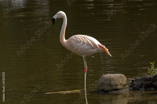 flamingo standing