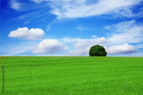 lonely tree in a beautiful landscape