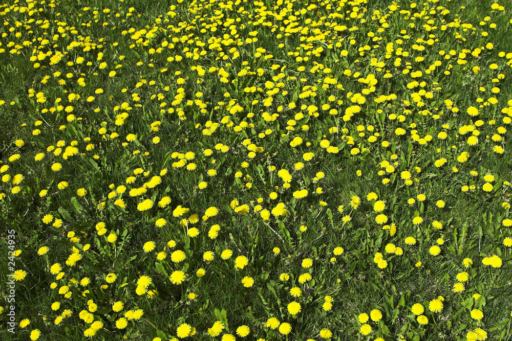 dandelion dandelion