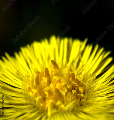 Tableau sur toile flower of coltsfoot