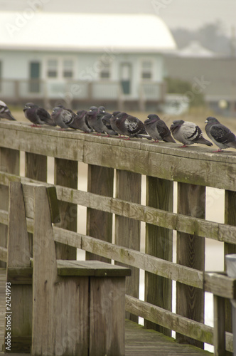 pigeons