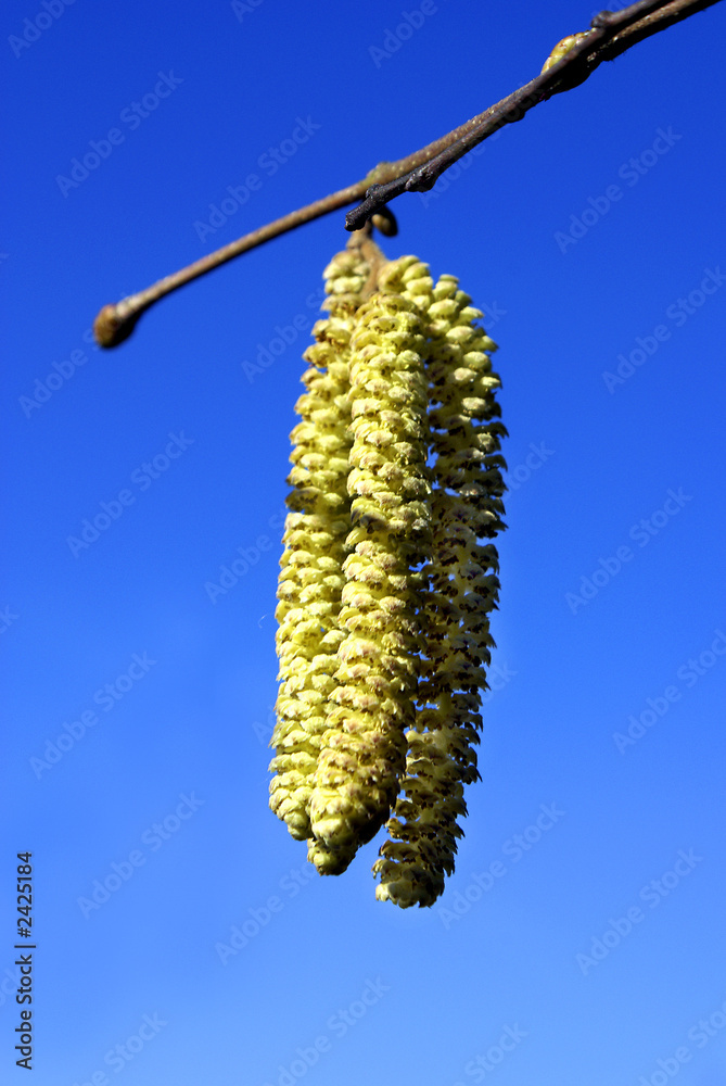 Naklejka premium hasel