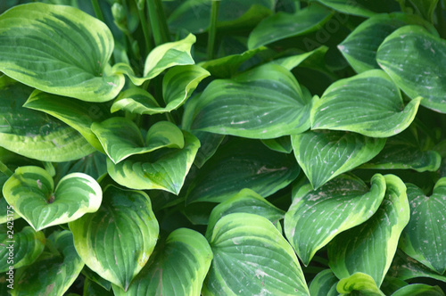 green hosta leaves