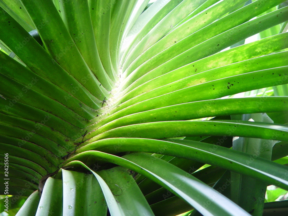 Obraz premium organic spiral