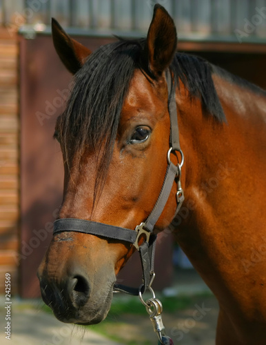 horse profile1 © MLA Photography