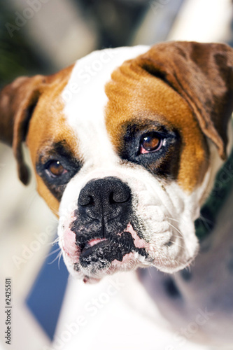 bulldog in serious thought © JEANNE