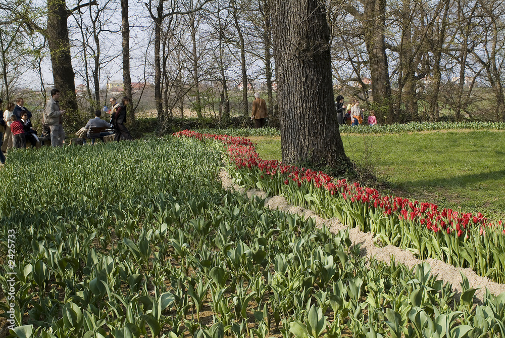 Obraz premium tulipani 4