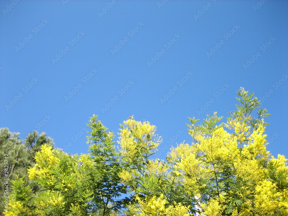mimosa et ciel bleu