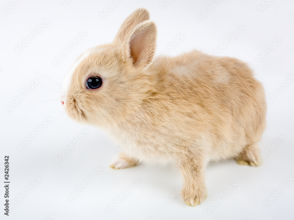 cute brown-white baby rabbit, isolated on white