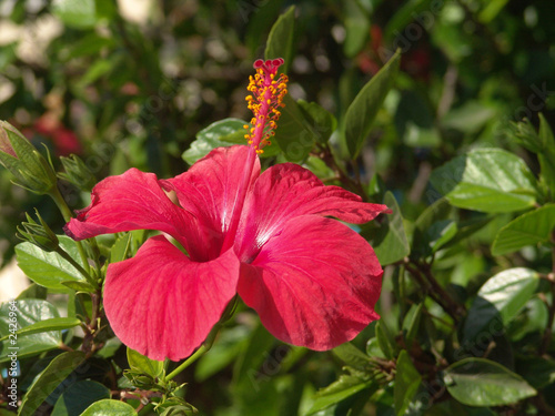 hibiskus