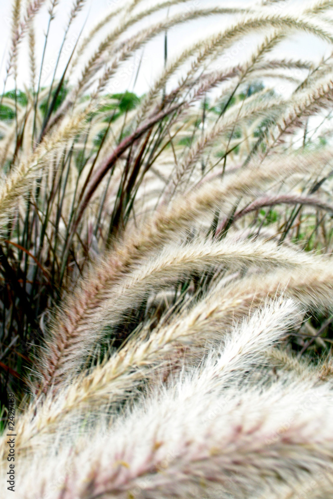 grasses swaying grasses swaying