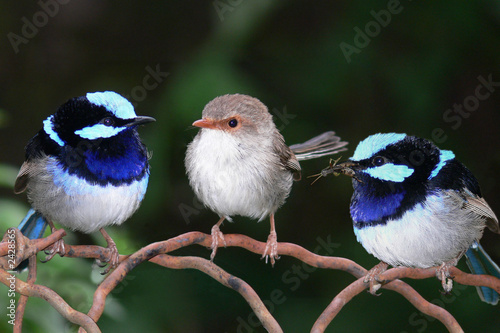 superb blue fairy wrens perching together