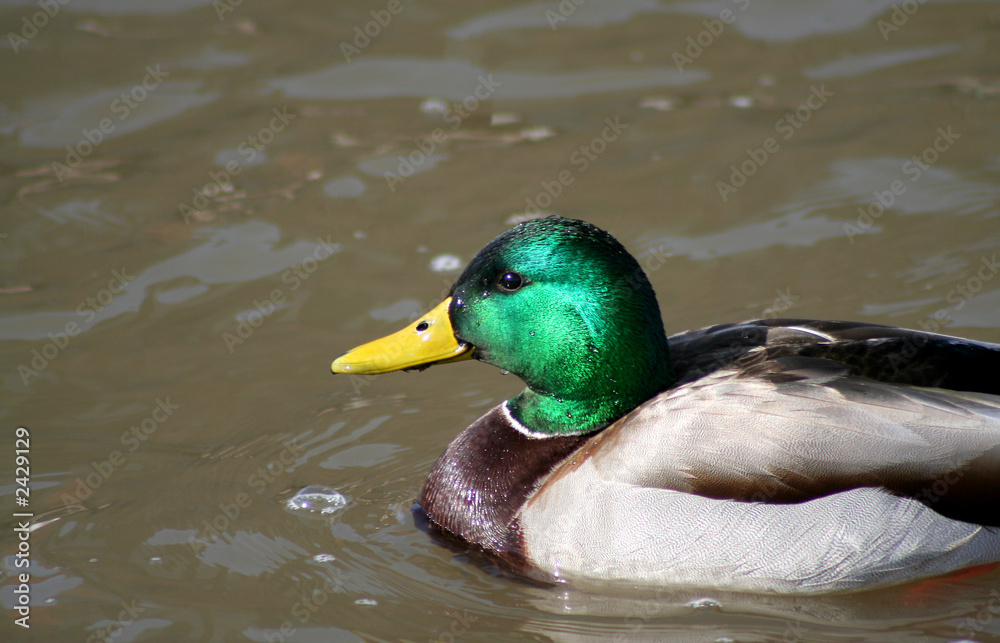 Obraz premium colorful mallard