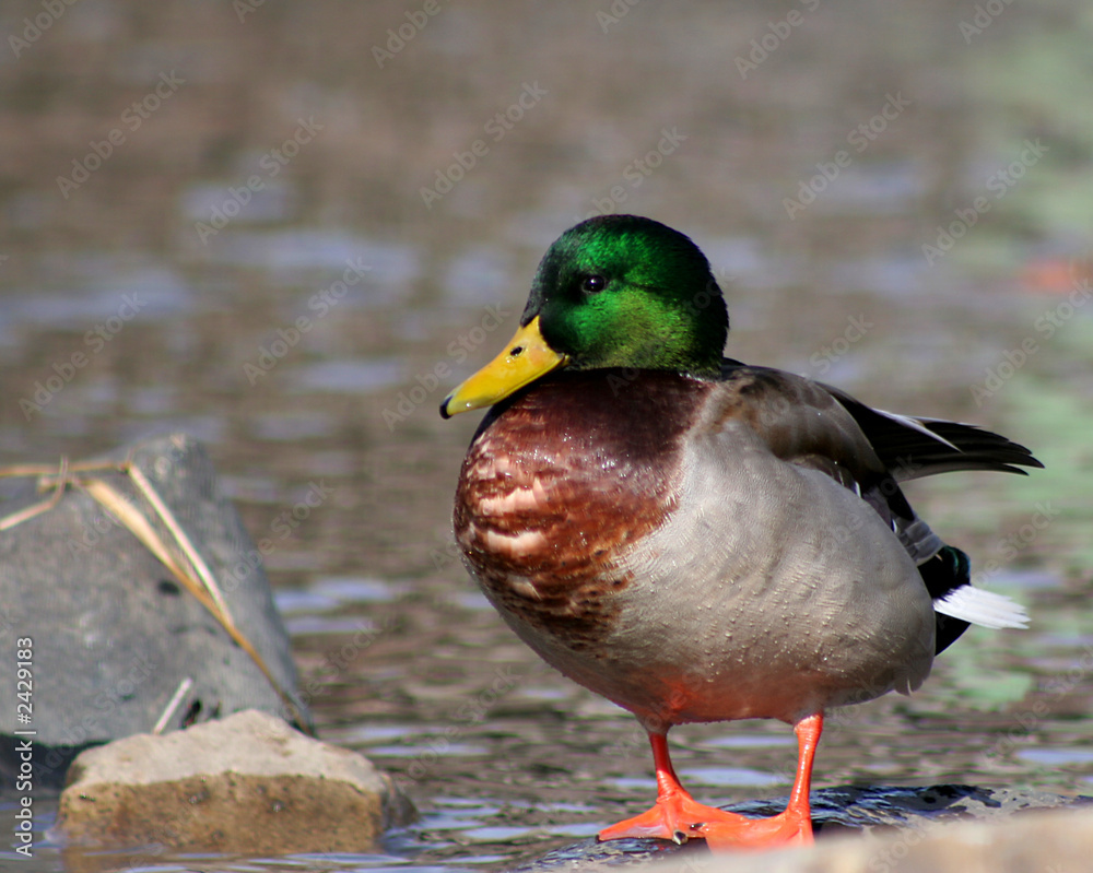colorful mallard standing on rocks colorful mallard standing on rocks