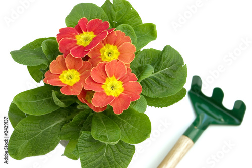 potted primrose