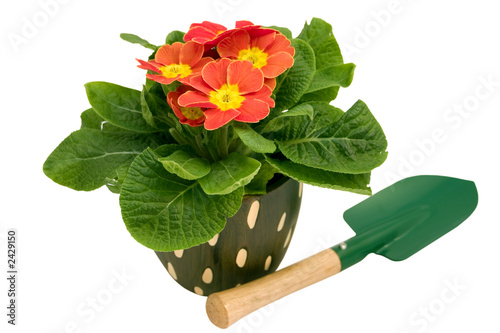 primrose with spade