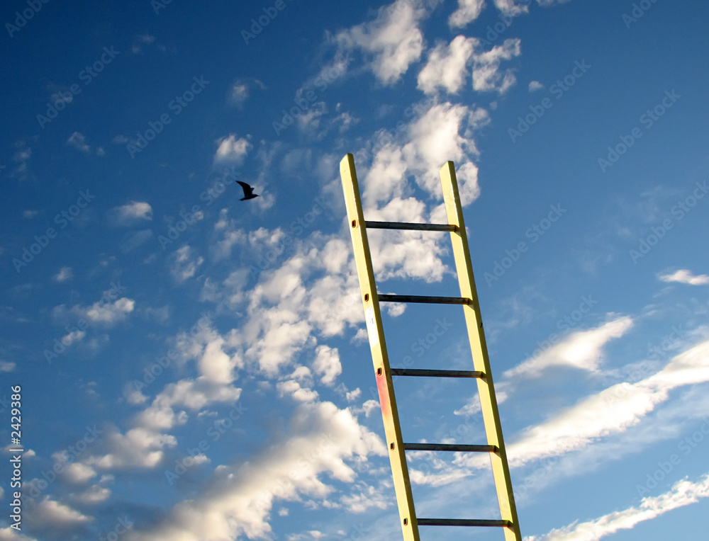 reaching for the sky