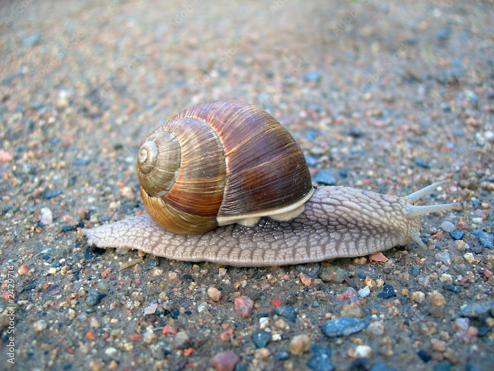 snail on the road