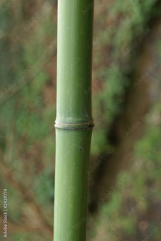 Obraz premium bambouseraie