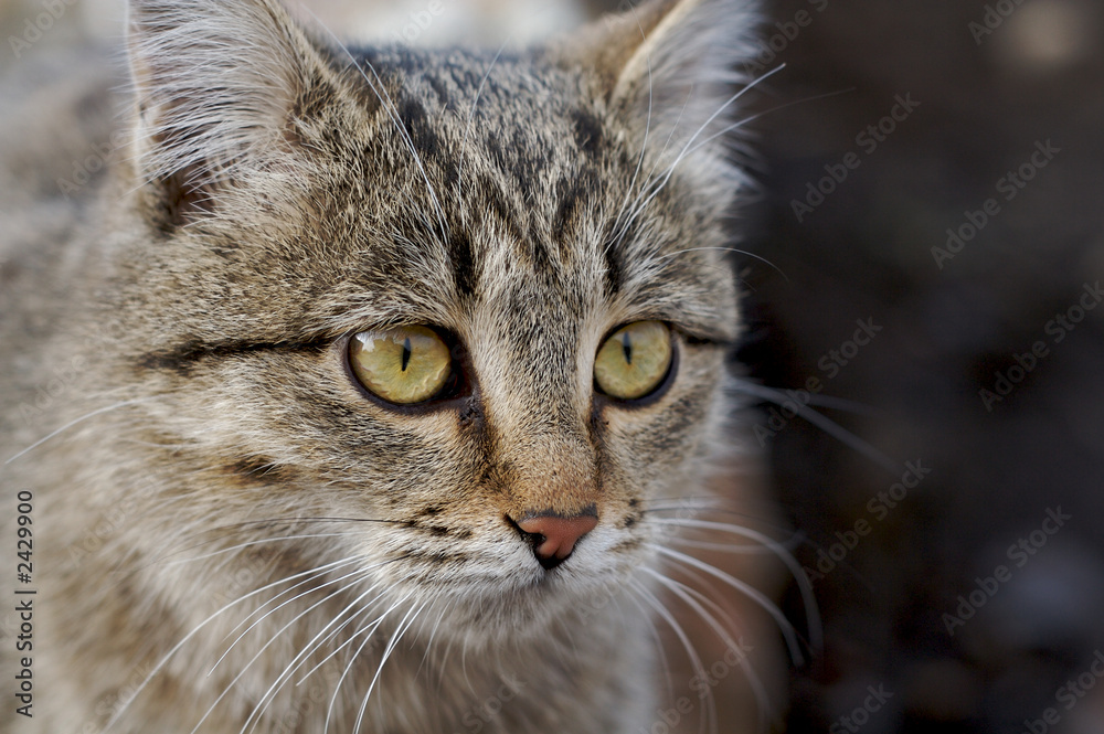 face of grey cat