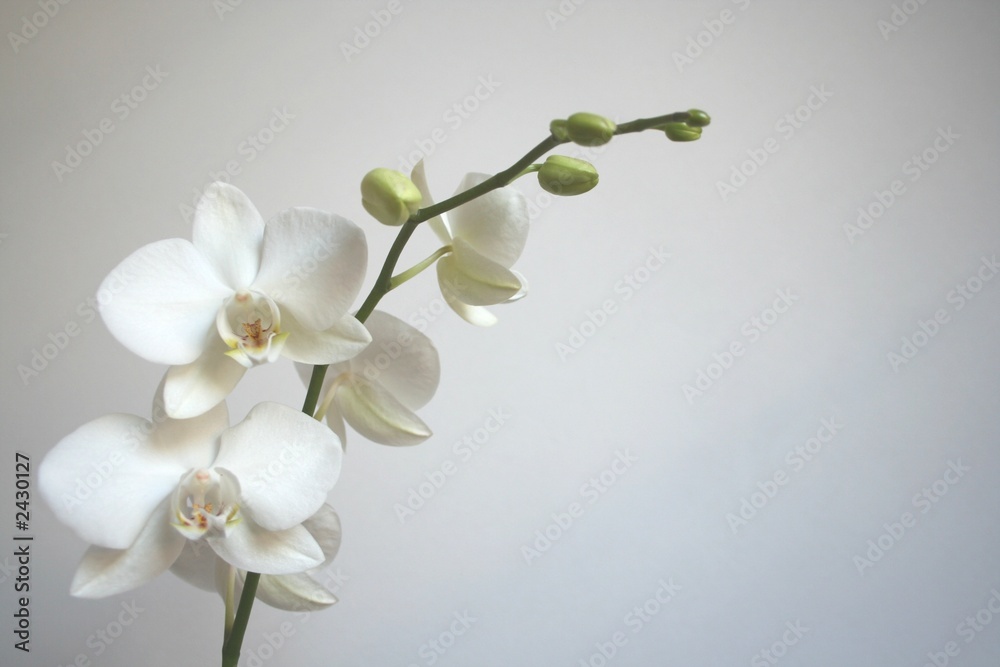 Fototapeta premium biała orchidea