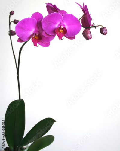 orchid