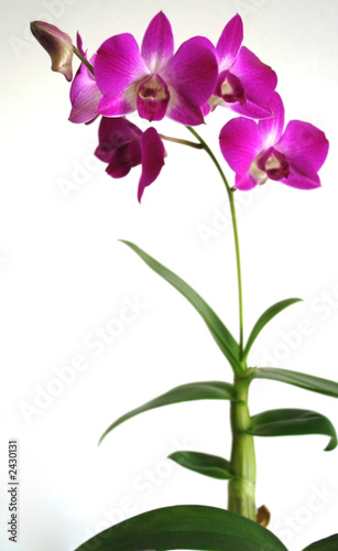 orchid