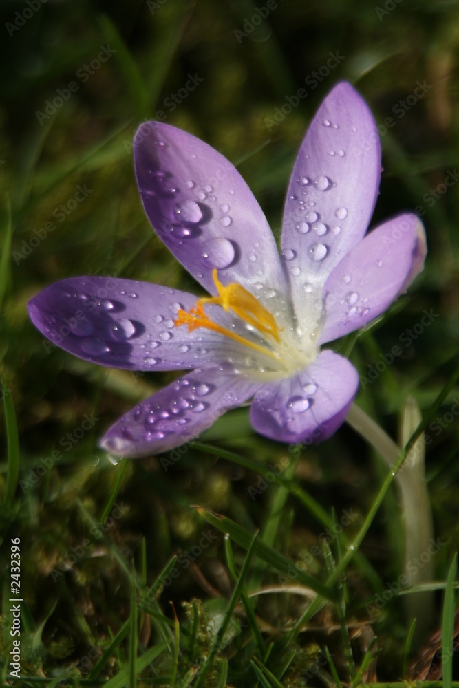 Fototapeta premium rosée du matin sur fleur de crocus