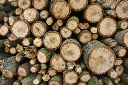stacked firewood logs