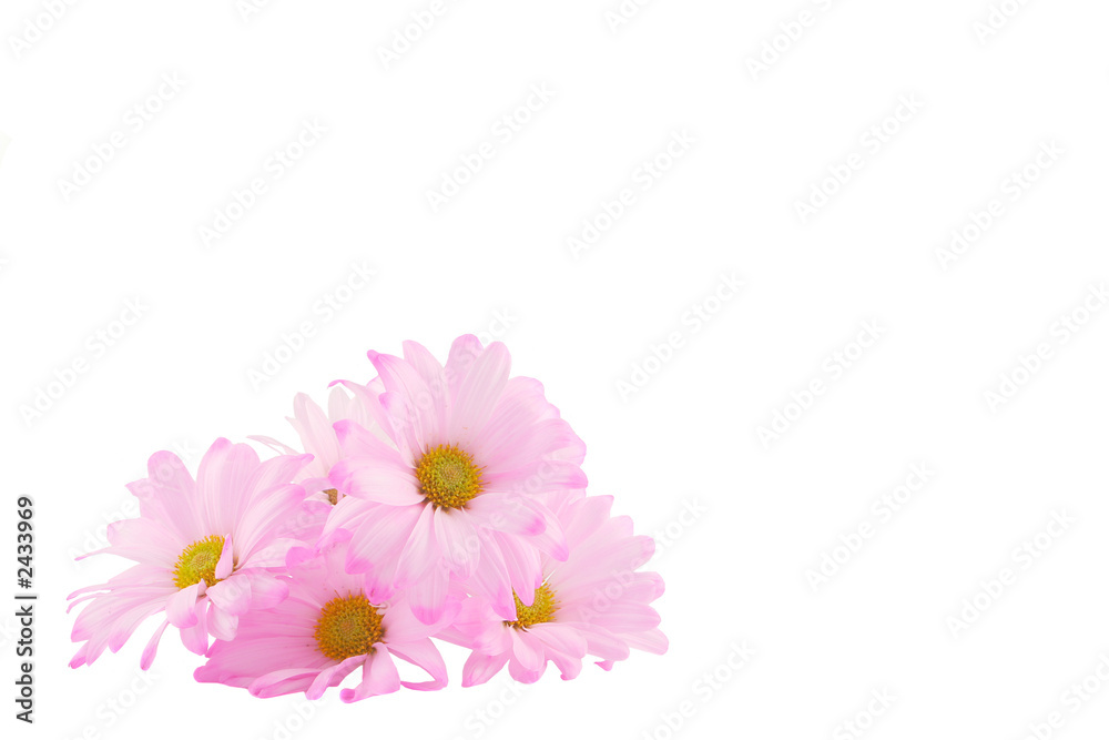 daisy background daisy background