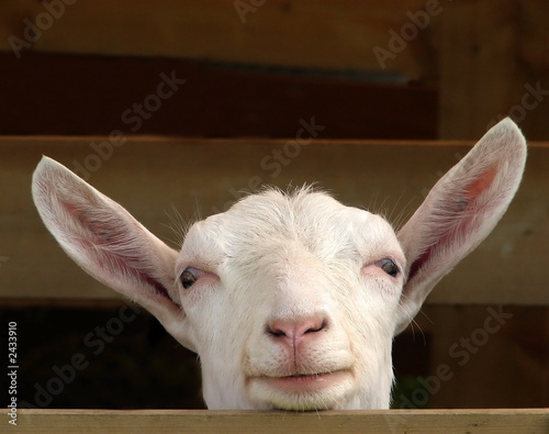 Photographie smiling goat