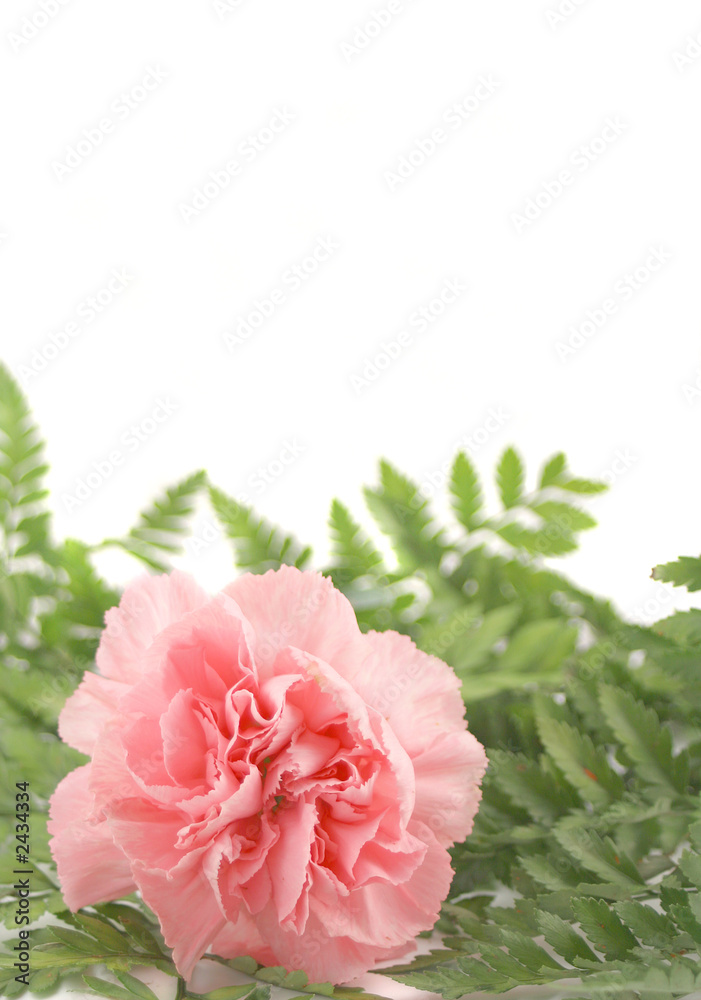 carnation border carnation border