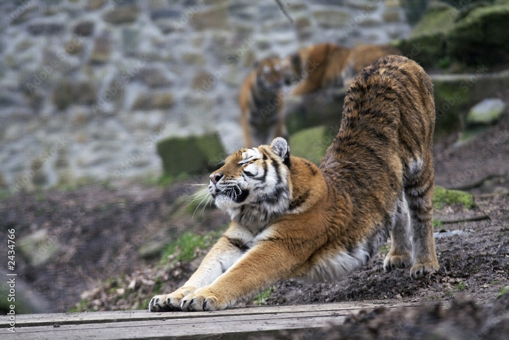 Fototapeta premium stretching tiger