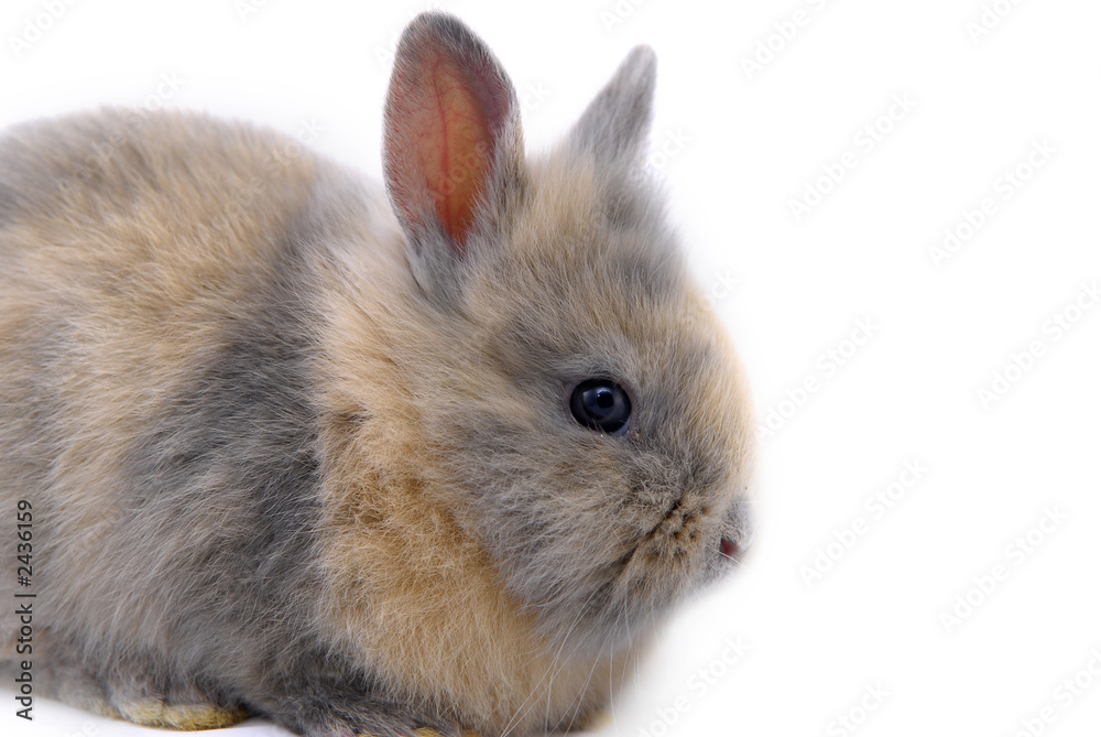 Obraz premium small rabbit