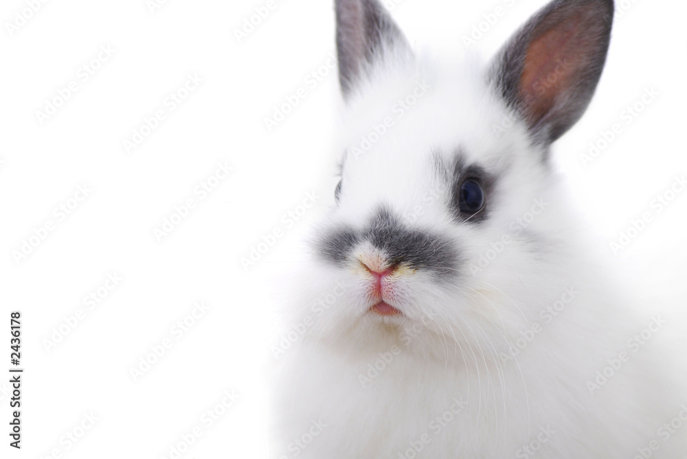 small rabbit small rabbit