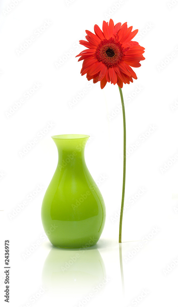 daisy beside vase